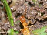 Yellow meadow ant - bramblejungle